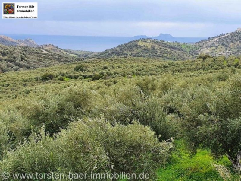 Agia Galini Kreta, Ag. Galini Olivenhain 130.000 m². Grundstück kaufen